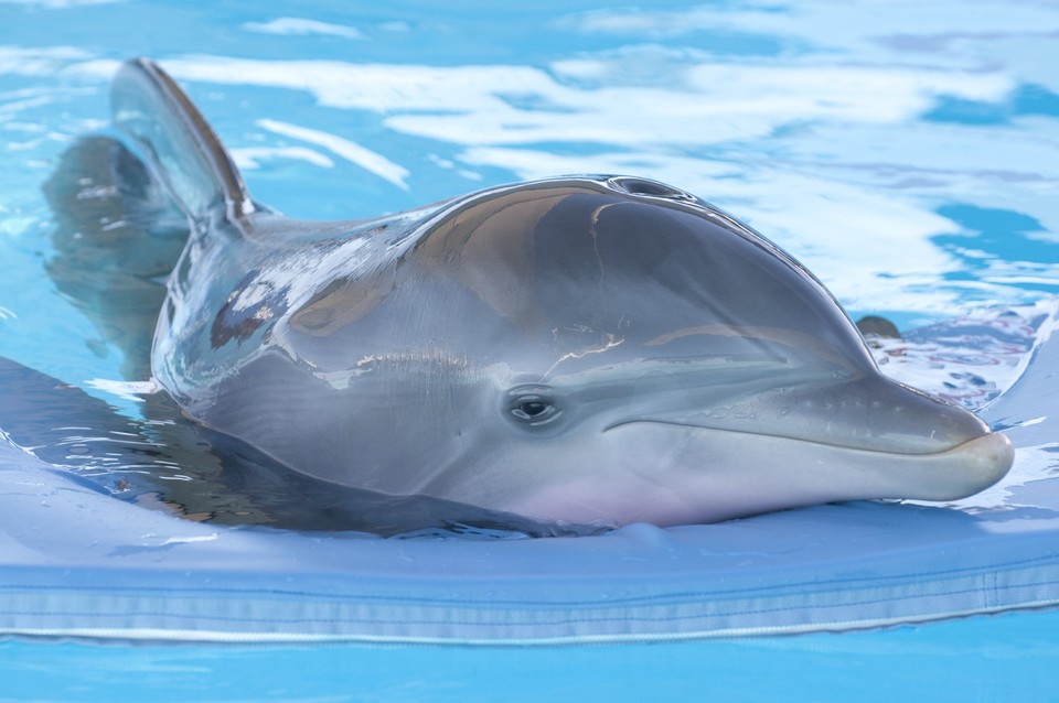 Můj přítel delfín - 11